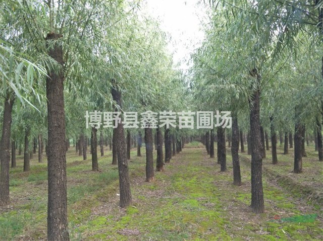6、7、8公分旱柳批發(fā)基地-河北保定
