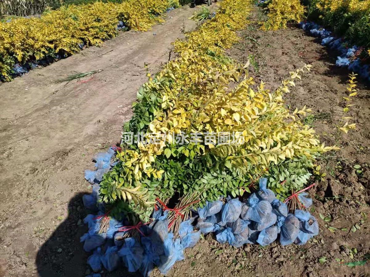 定州金葉女貞，金葉女貞批發(fā)，金葉女貞種植廠家