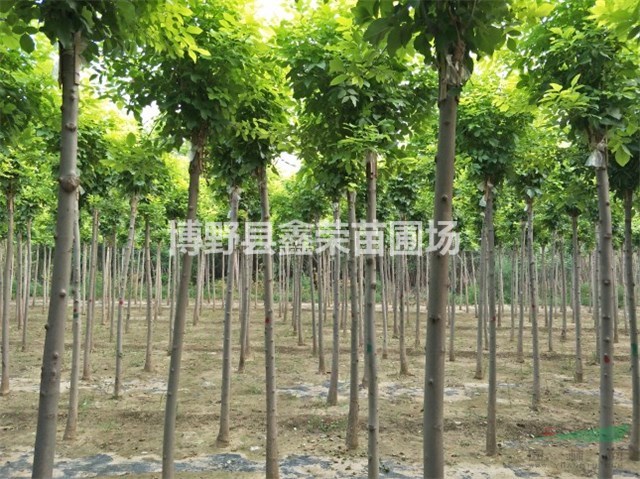 2、3、4公分白蠟價(jià)格便宜-優(yōu)惠