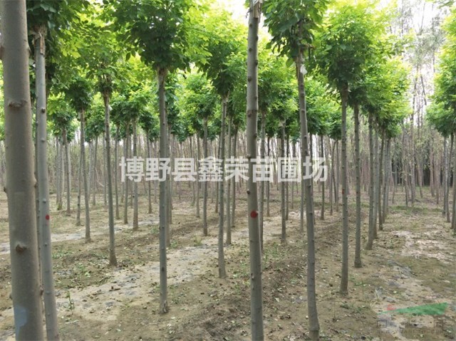 4、5、6公分白蠟數(shù)量大-出售