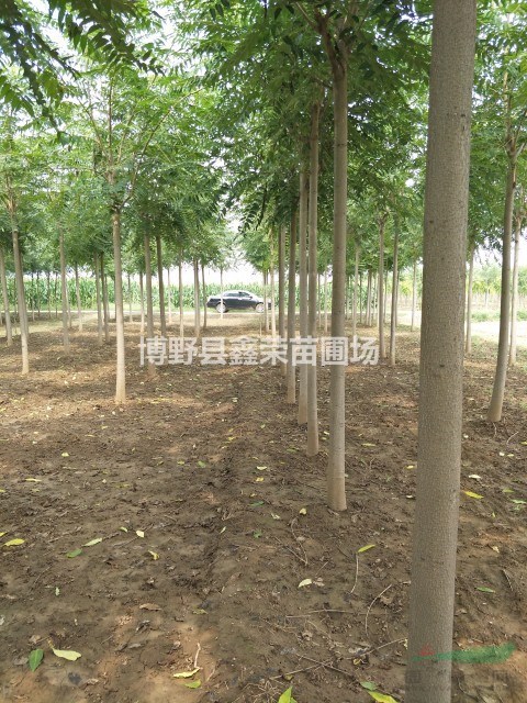 4、5、6公分千頭椿供應(yīng)點(diǎn)-河北