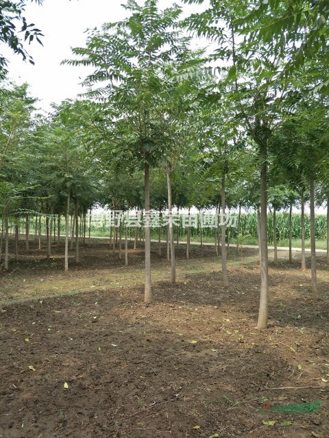 2、3、4公分臭椿價格全-數(shù)量大