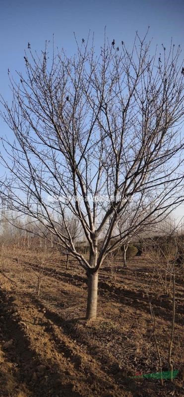 樱花 河南鄢陵樱花出售 树型好价优 规格齐全