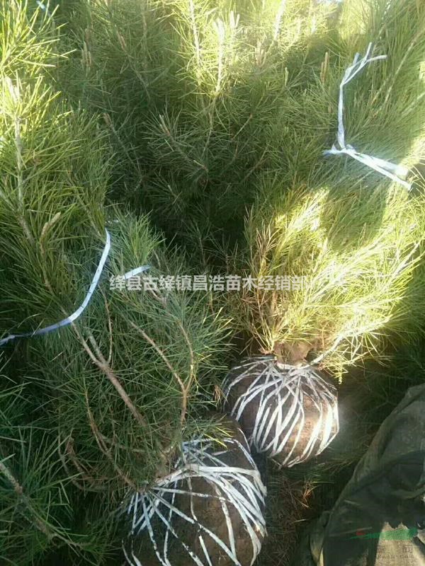 供應1米白皮松多少錢？目前1米白皮松一畝地栽種多少棵