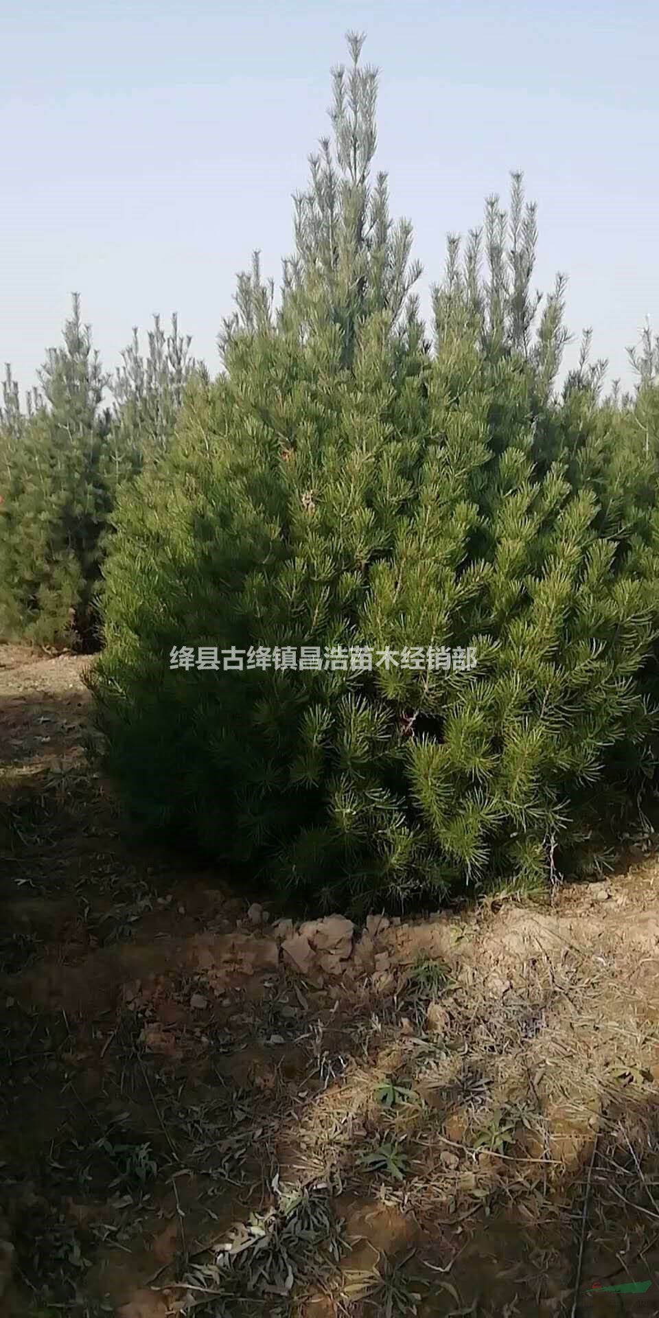 2米白皮松行情2米白皮松價(jià)格2米白皮松工程樹2米白皮松密植樹