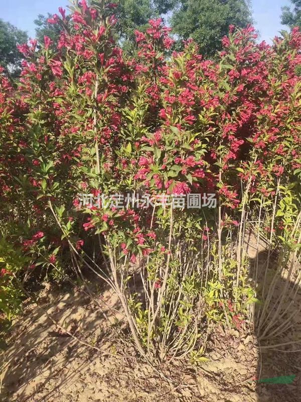 紅王子錦帶報價，紅王子錦帶花，紅王子錦帶*選永豐苗圃