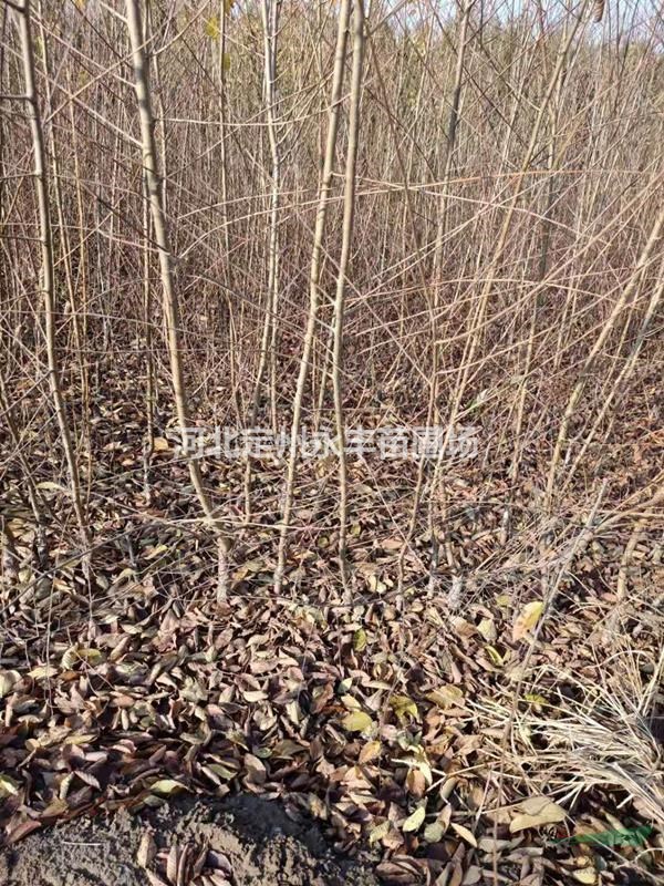 金葉榆價(jià)格，定州金葉榆，金葉榆基地，叢生金葉榆
