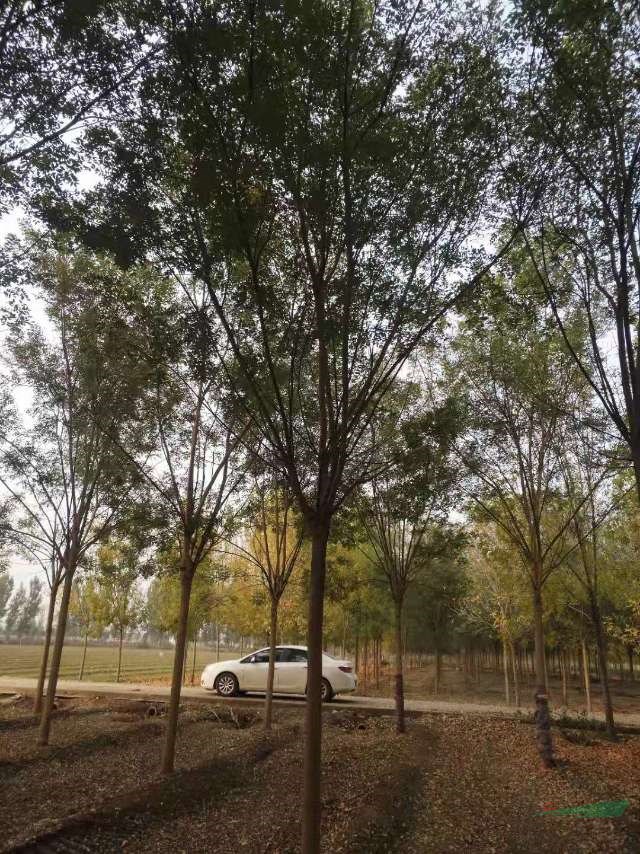 今年國槐價格，買便宜的國槐可以到山東濟寧