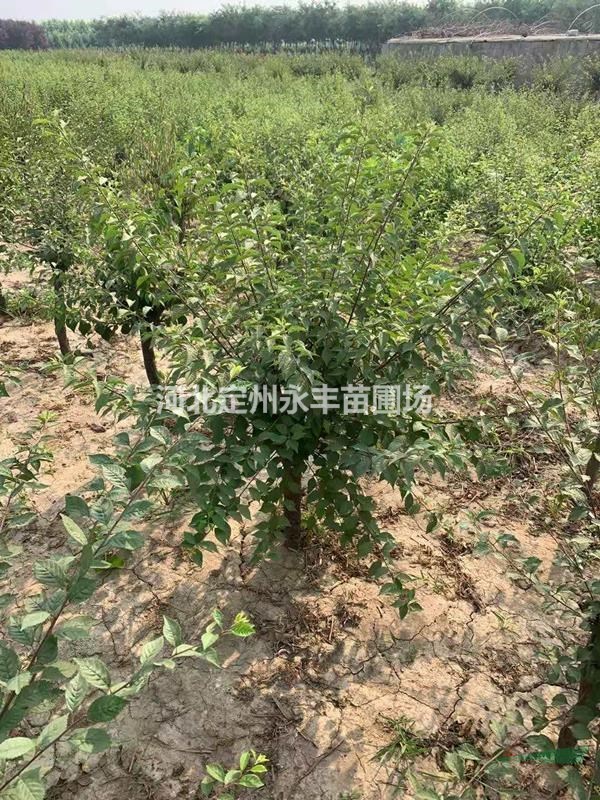 河北榆葉梅，榆葉梅報(bào)價(jià)，榆葉梅廠家直銷*選永豐苗圃