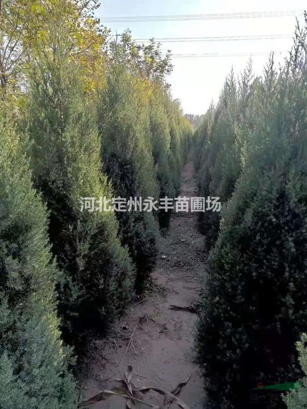 望都塔檜種植基地，望都塔檜新價(jià)格，望都塔檜廠家批發(fā)