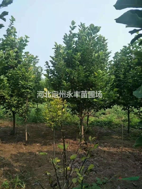 紫玉蘭價(jià)格，紫玉蘭廠家，紫玉蘭種植基地