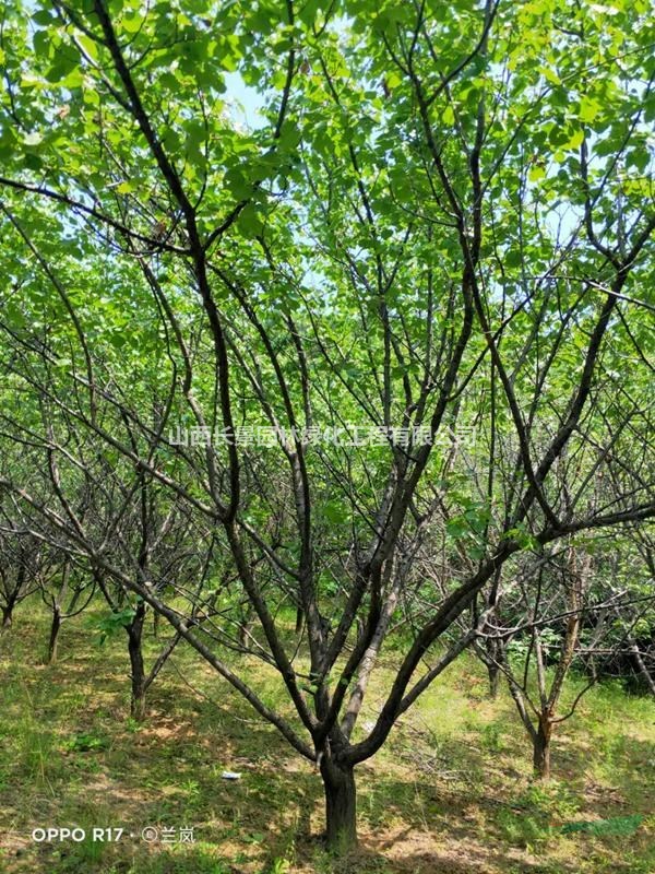 山西地區(qū)大量出售10公分杏樹(shù)，15-20公分杏樹(shù)樁量大