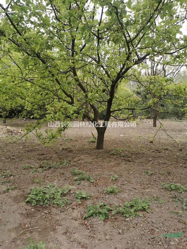 山西杏樹基地，農戶果園杏樹供應，15公分嫁接紅梅的杏樹樁