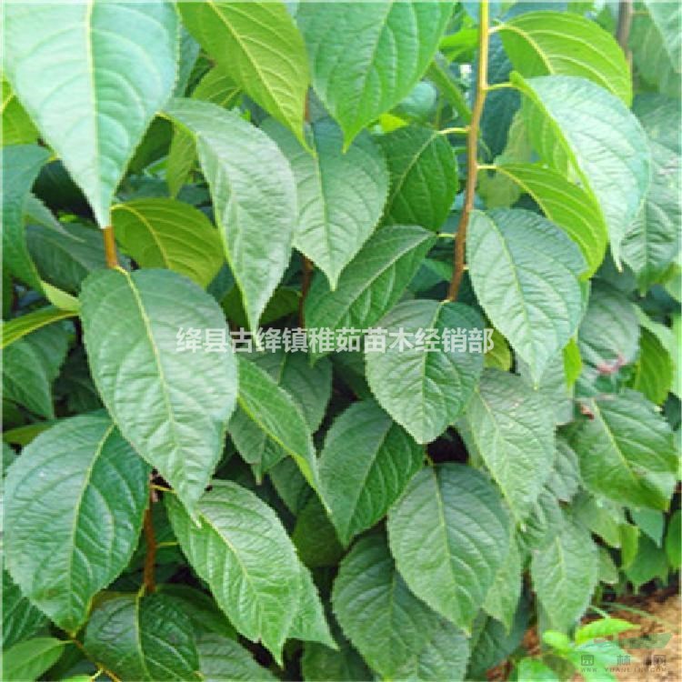 1公分杜仲樹苗價格~山西杜仲樹苗種植基地~大量出售