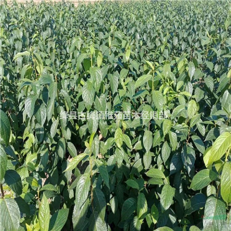 1公分杜仲樹苗價格~山西杜仲樹苗種植基地~大量出售