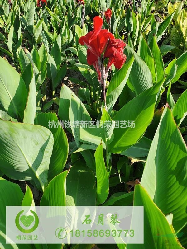 紅花美人蕉
