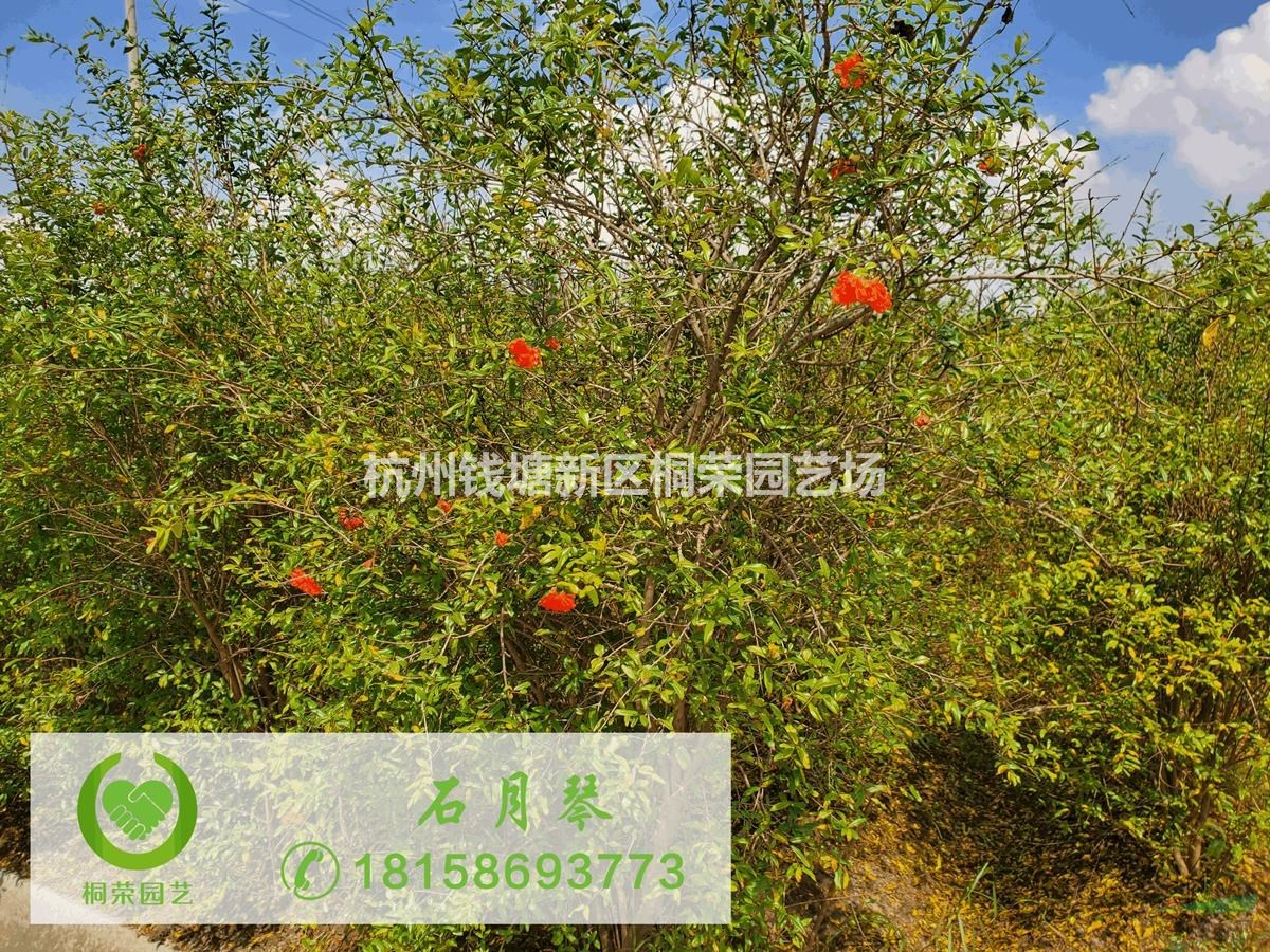 花石榴