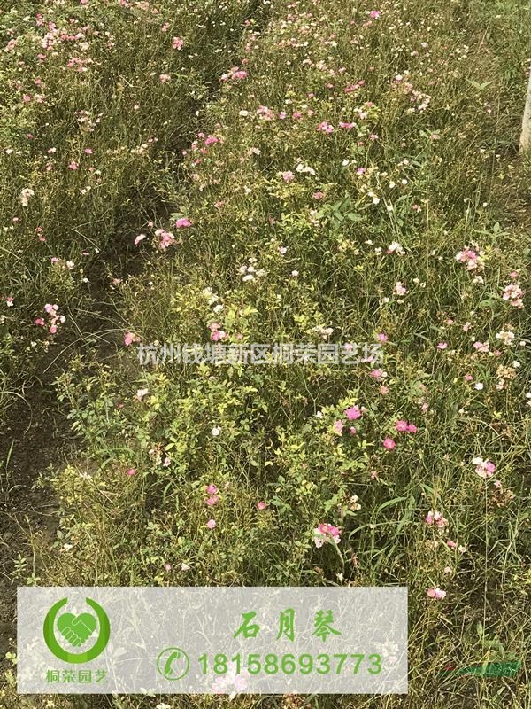 粉花繡線菊