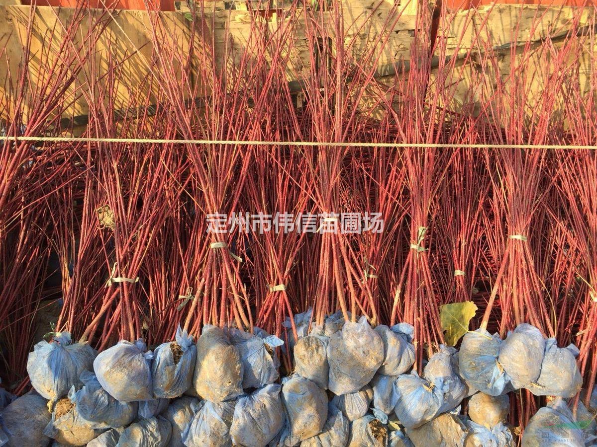 紅瑞木介紹，河北紅瑞木市場行情