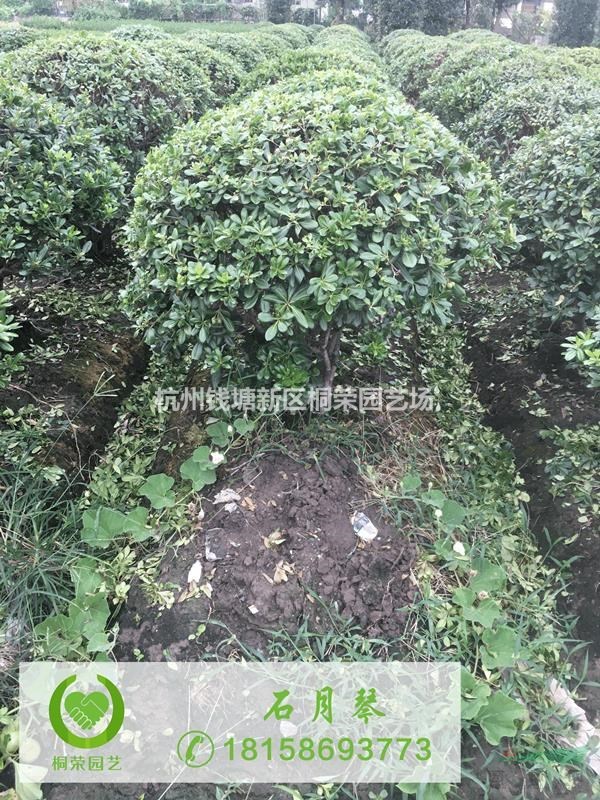 海桐球精品球