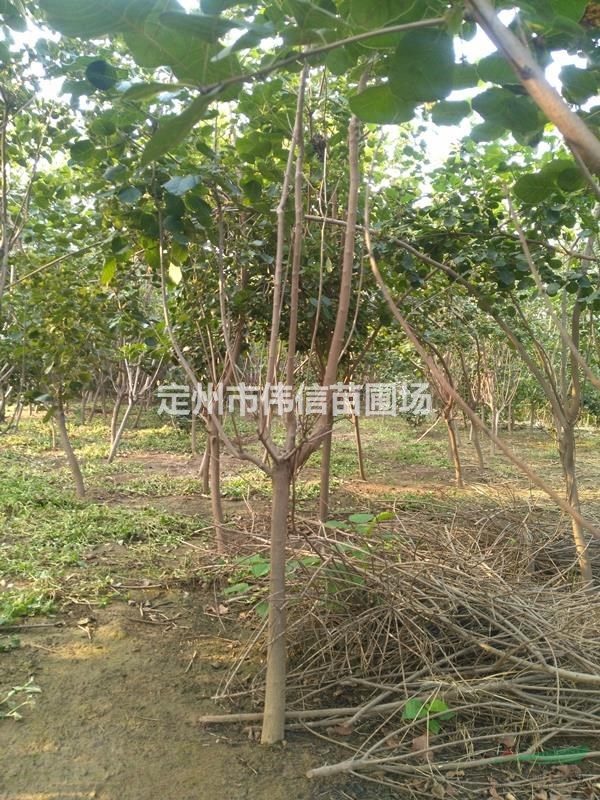 黄栌简介,河北黄栌产地,保定黄栌批发,定州黄栌价格