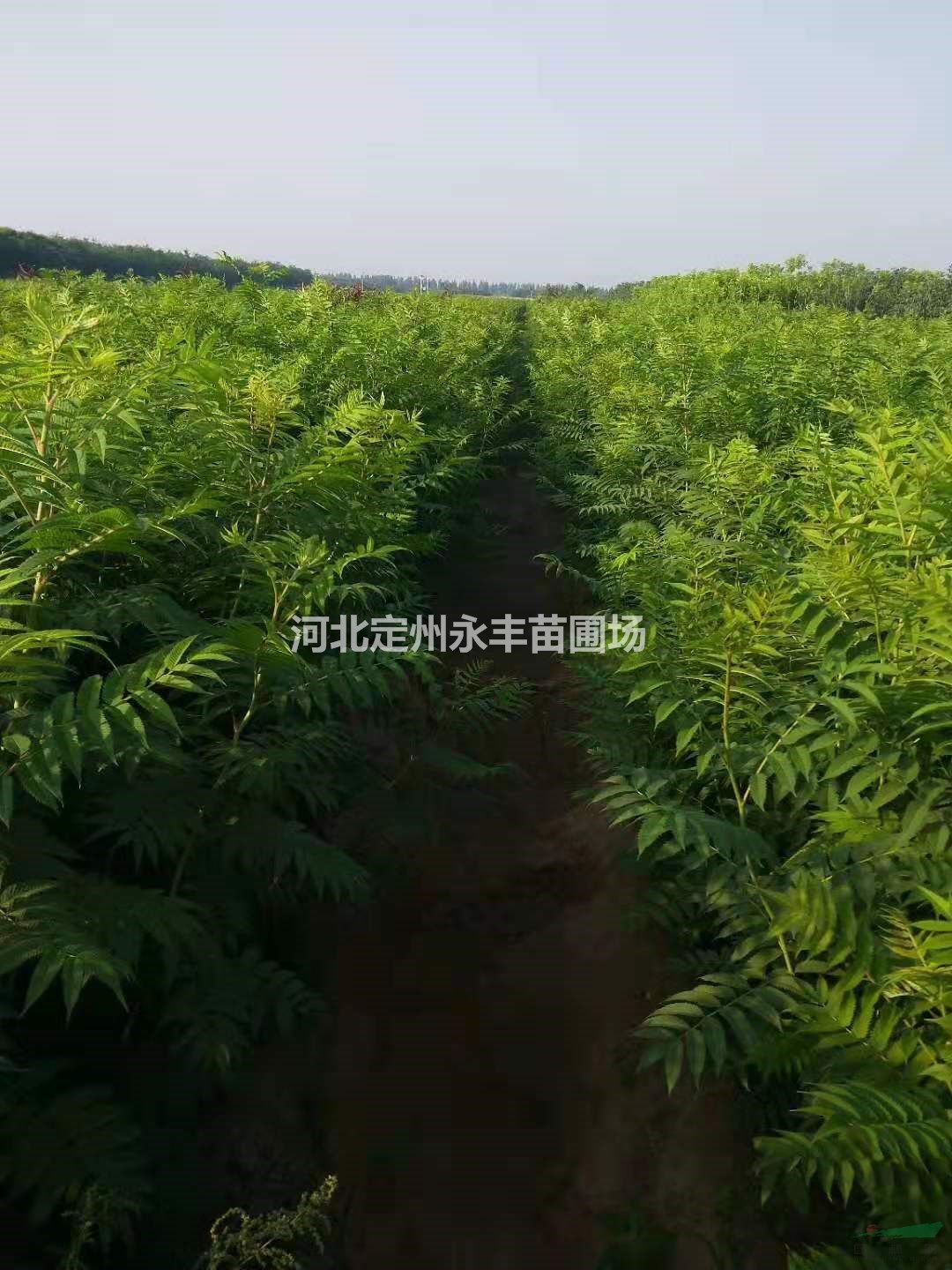 河北珍珠梅，珍珠梅批發(fā)