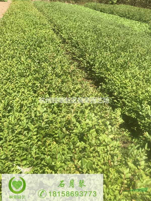 矮紫薇高度60～80