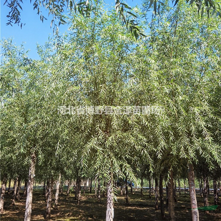 旱柳樹基地-8公分旱柳