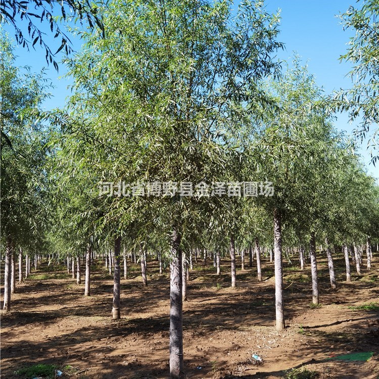 旱柳樹基地-8公分旱柳