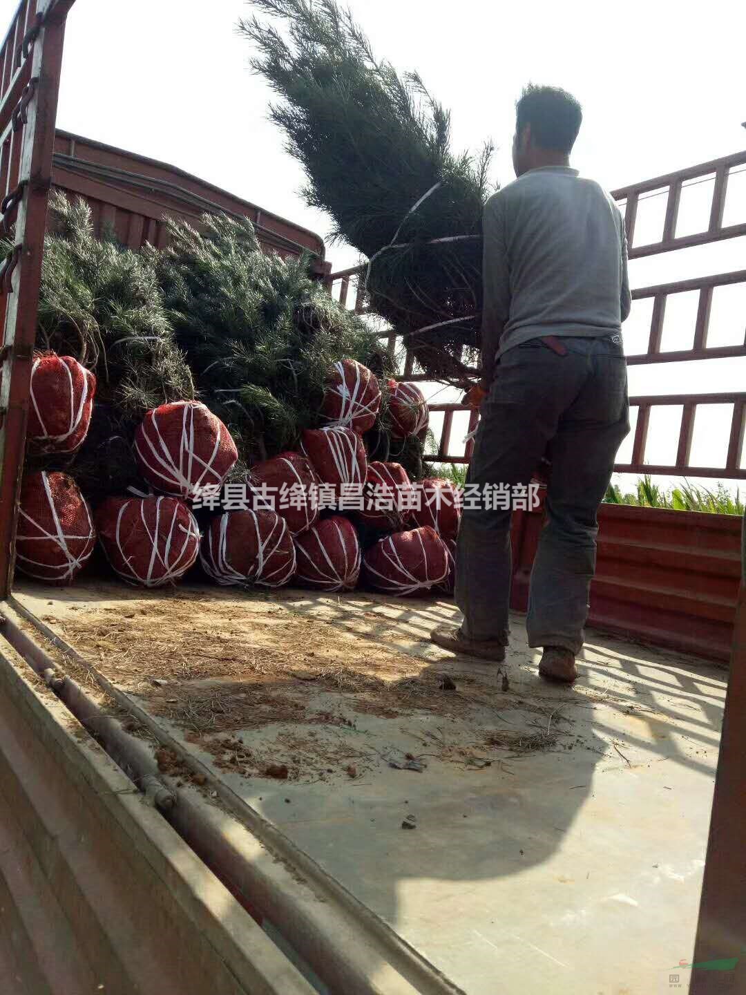 目前2米白皮松價(jià)格今年2米白皮松報(bào)價(jià)？2米白皮松多少錢一棵？