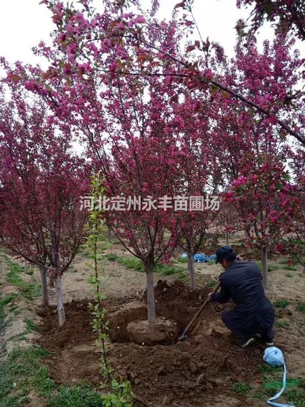 絢麗海棠價(jià)格，絢麗海棠直銷，絢麗海棠廠家直銷*選永豐苗圃