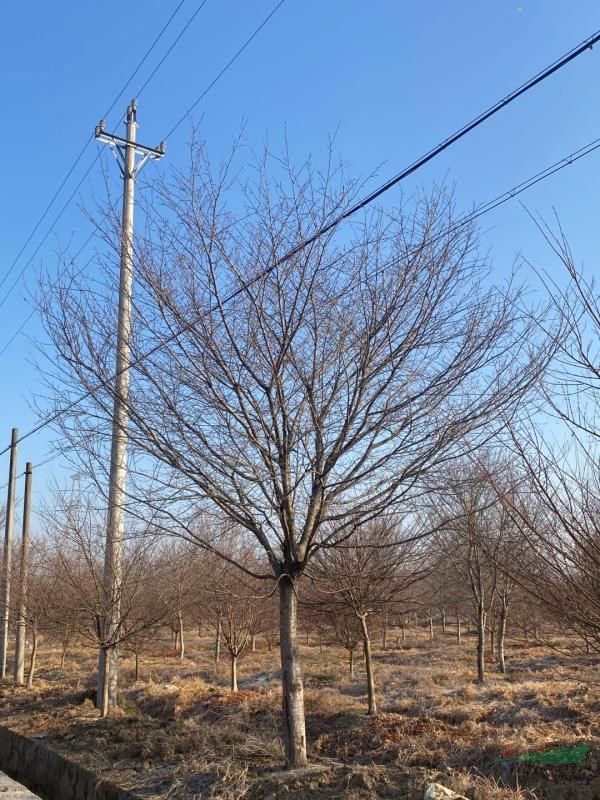 浙江高桿早櫻基地 浙江早櫻/櫻花報(bào)價(jià)  南方早櫻哪里多