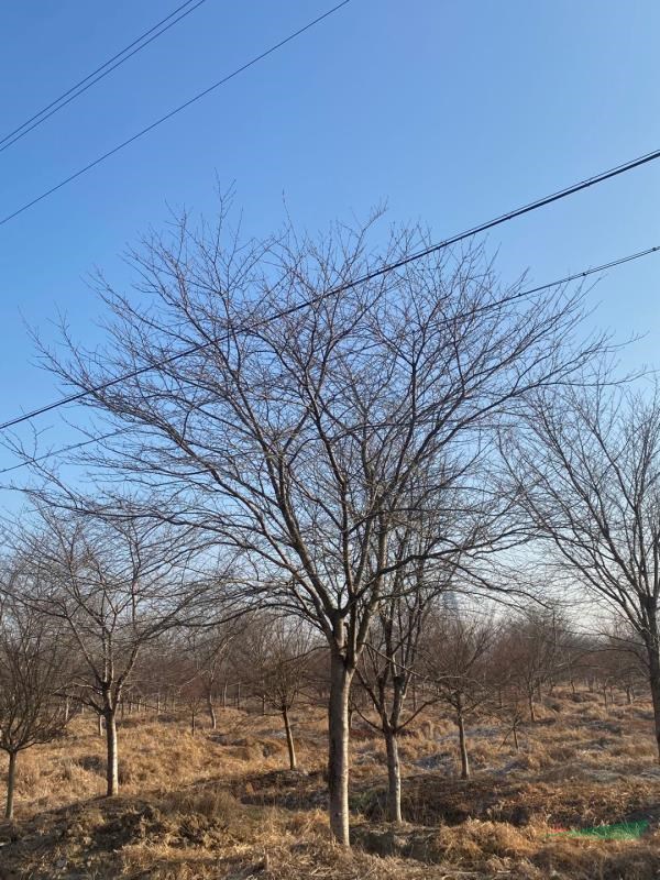 浙江高桿早櫻基地 浙江早櫻/櫻花報(bào)價(jià)  南方早櫻哪里多