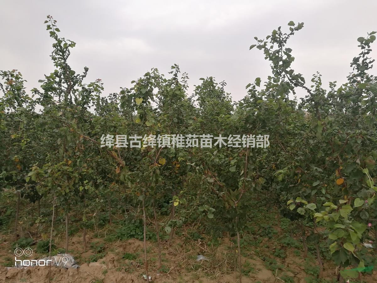 15公分杏樹價格~占地15公分杏樹價錢~綠化15公分杏樹苗圃批發(fā)