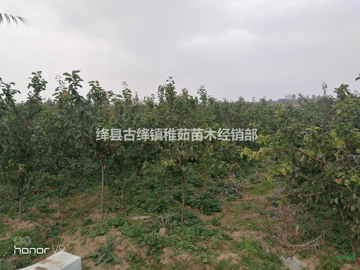 15公分杏樹價格~占地15公分杏樹價錢~綠化15公分杏樹苗圃批發(fā)