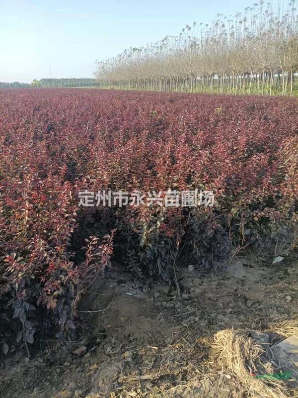 红叶李价格，带盆红叶李报价