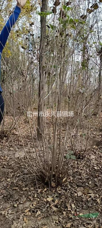 红叶李价格，带盆红叶李报价