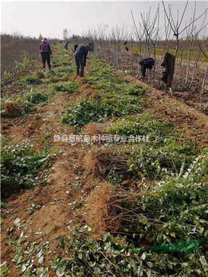 连翘苗育苗基地直销连翘苗-药用连翘苗-连翘小苗