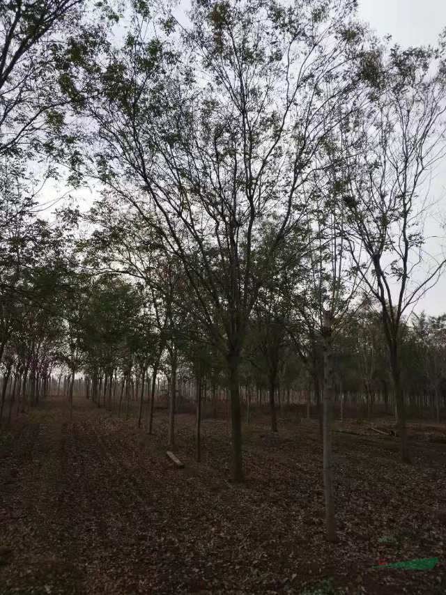 山東是國槐的主產(chǎn)區(qū)，采購5到25公分國槐可以到山東濟寧
