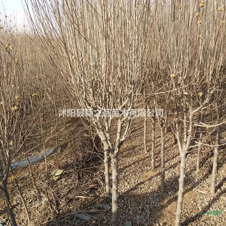 批發(fā)基地木槿樹--木槿樹苗
