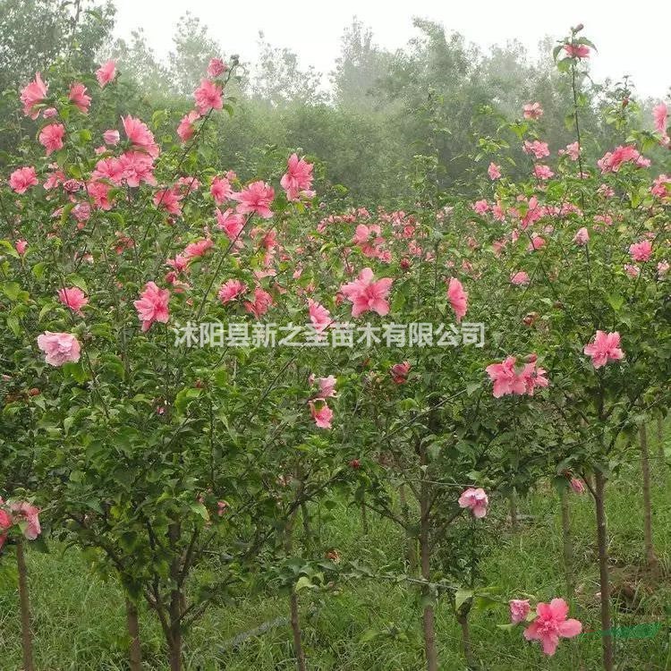 批發(fā)基地木槿樹--木槿樹苗