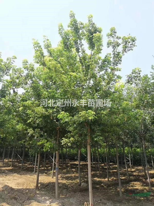 金葉復葉槭，金葉復葉槭報價，金葉復葉槭產(chǎn)地，金葉復葉槭種植基地