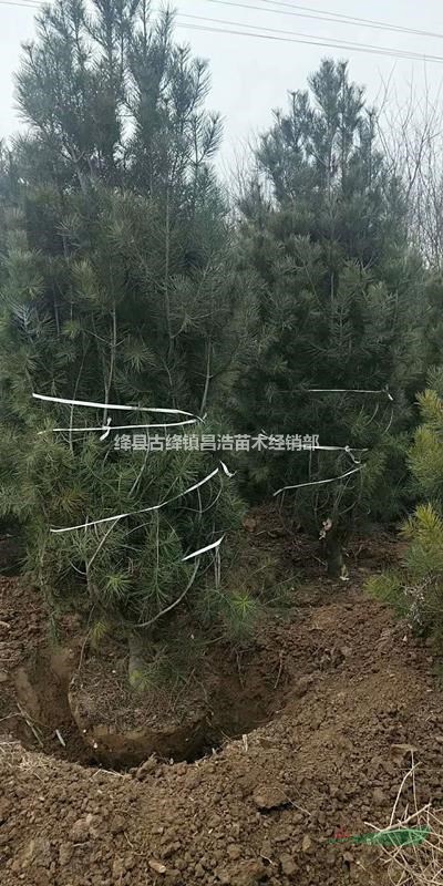 目前4米白皮松上車價(jià)多少錢一棵？4米白皮松裝車價(jià)多少錢一棵？