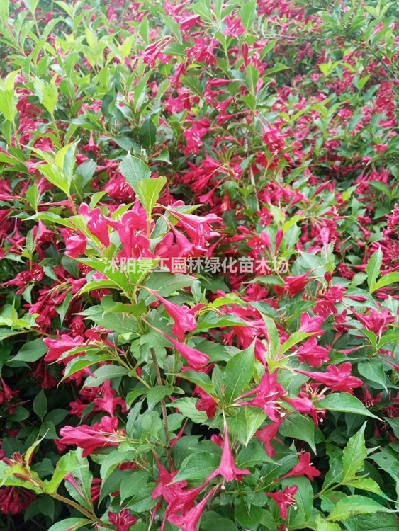 優(yōu)質(zhì)特價紅王子錦帶 2021年紅王子錦帶價格行情 紅王子錦帶基地
