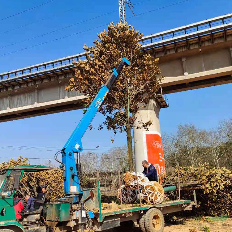 大規(guī)格25公分廣玉蘭供應(yīng) 湖南益陽廣玉蘭基地