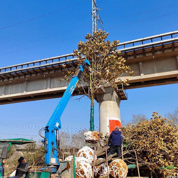 大規(guī)格25公分廣玉蘭供應(yīng) 湖南益陽廣玉蘭基地
