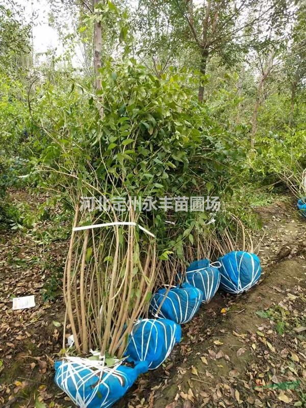 華北連翹價(jià)格，華北連翹種植基地，華北連翹生產(chǎn)商*選永豐