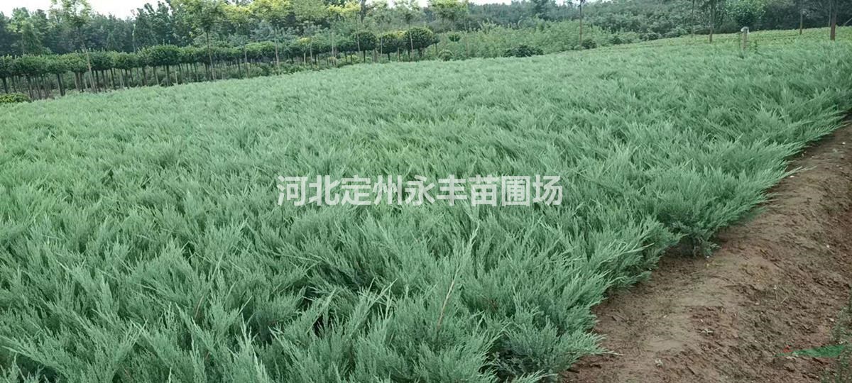 定州沙地柏價格，帶杯沙地柏，沙地柏種植基地