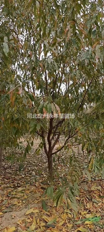 碧桃價(jià)格，碧桃種植基地，碧桃低價(jià)銷(xiāo)售*選永豐苗圃