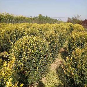 金葉女貞報(bào)價，金葉女貞供應(yīng)商，金葉女貞種植基地